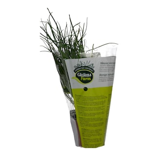 - | ΣΧΟΙΝΟΠΡΑΣΟ CHIVES ΣΕ ΓΛΑΣΤΡΑΚΙ ΕΛΛΗΝΙΚΟ 1 ΤΕΜ