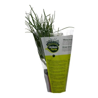 - | ΣΧΟΙΝΟΠΡΑΣΟ CHIVES ΣΕ ΓΛΑΣΤΡΑΚΙ ΕΛΛΗΝΙΚΟ 1 ΤΕΜ