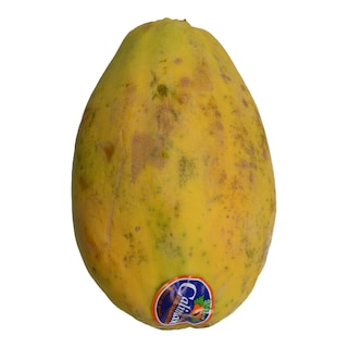 - | ΠΑΠΑΓΙΑ ΕΙΣΑΓΩΓΗΣ