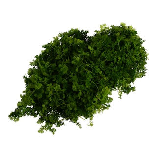 - | ΜΥΡΩΝΙ ΕΛΛΗΝΙΚΟ 1 ΤΕΜ