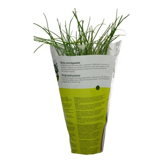 - | ΣΧΟΙΝΟΠΡΑΣΟ CHIVES ΣΕ ΓΛΑΣΤΡΑΚΙ ΕΛΛΗΝΙΚΟ 1 ΤΕΜ