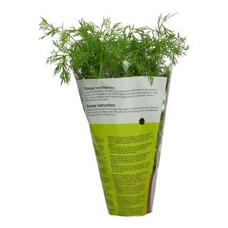 - | ΑΝΙΘΟΣ ΣΕ ΓΛΑΣΤΡΑΚΙ ΕΛΛΗΝΙΚΟΣ ΤΕΜΑΧΙΟ 1 ΤΕΜ