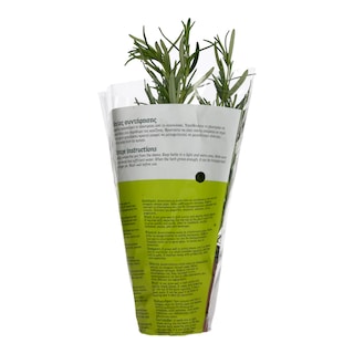 - | ΔΕΝΔΡΟΛΙΒΑΝΟ ΣΕ ΓΛΑΣΤΡΑΚΙ ΤΕΜΑΧΙΟ ΕΛΛΗΝΙΚΟ 1 TEM