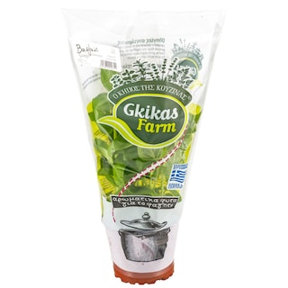 - | ΒΑΣΙΛΙΚΟΣ ΠΛΑΤΥΦΥΛΛΟΣ ΣΕ ΓΛΑΣΤΡΑΚΙ ΕΛΛΗΝΙΚΟΣ 1 ΤΕΜ