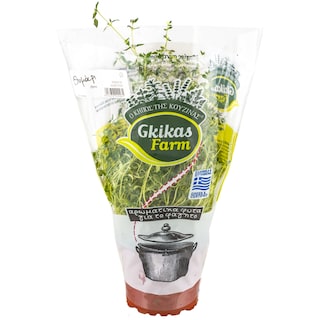 - | Θυμάρι Γλαστράκι Ελληνικό 1 Τεμάχιο