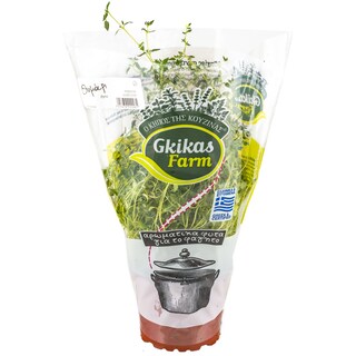 - | Θυμάρι Γλαστράκι Ελληνικό 1 Τεμάχιο