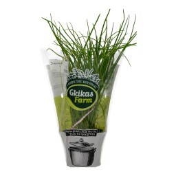 - | ΣΧΟΙΝΟΠΡΑΣΟ CHIVES ΣΕ ΓΛΑΣΤΡΑΚΙ ΕΛΛΗΝΙΚΟ 1 ΤΕΜ