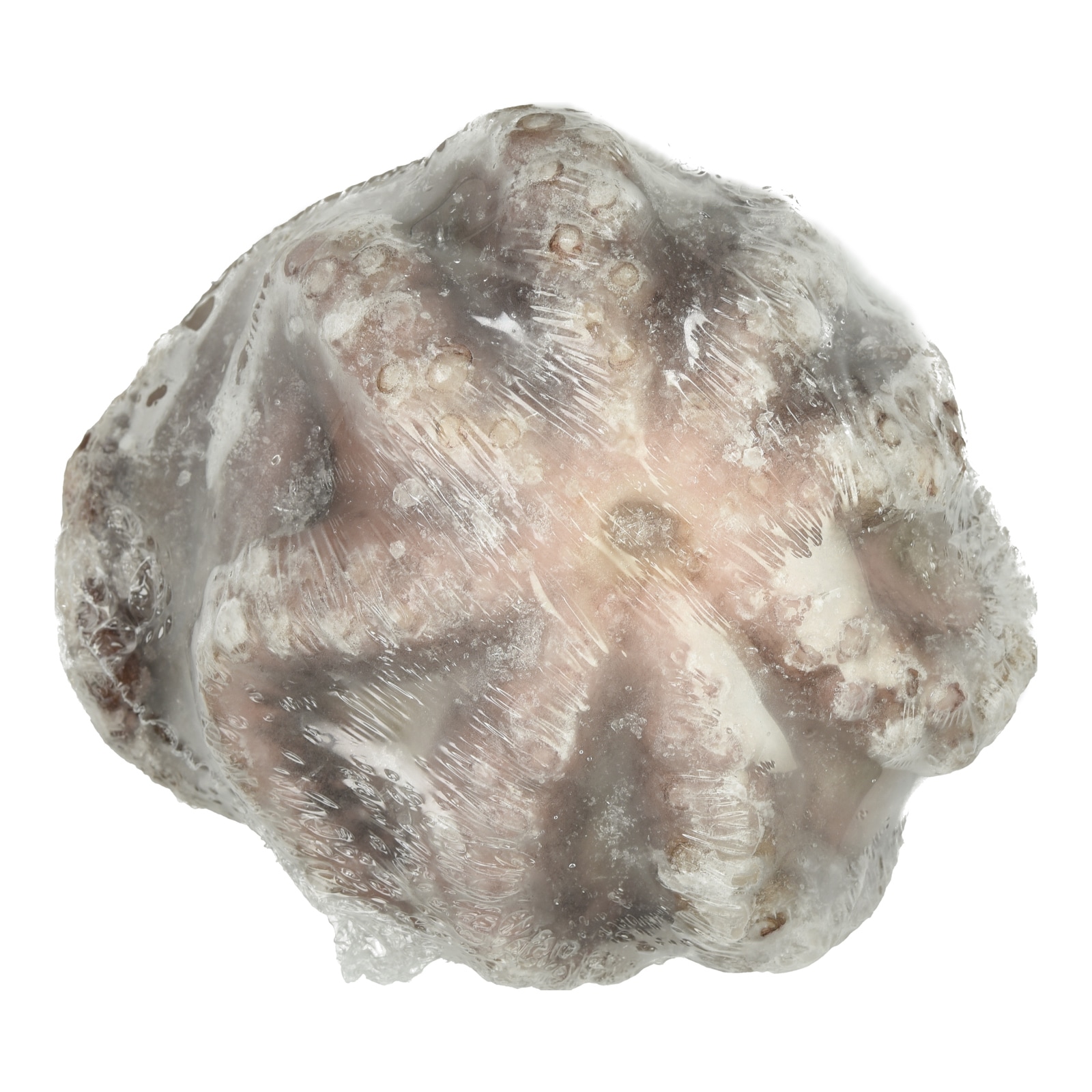 Χταπόδι Ινδο-Ειρηνικού Κατεψυγμένο